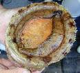 Abalone Sea Foods