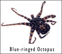 Octopus Blue Ring