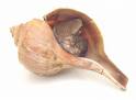 Conch Sea Foods Conch Sea Foods