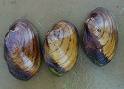 Mussel Sea Foods Mussel Sea Foods