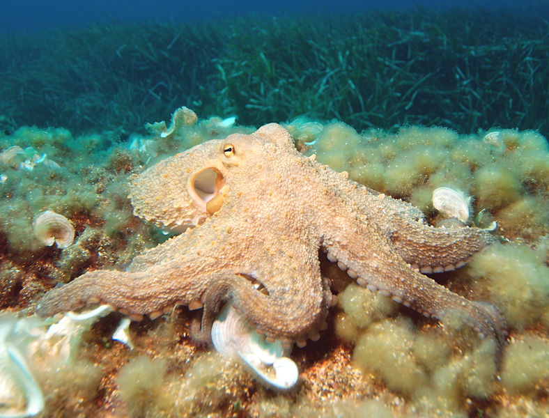 Octopuses Sea Foods