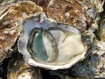 Oyster Sea Foods Oyster Sea Foods