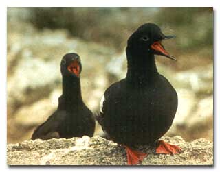 Pigeon guillemot