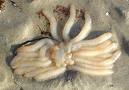 Squid Sea Foods Squid Sea Foods