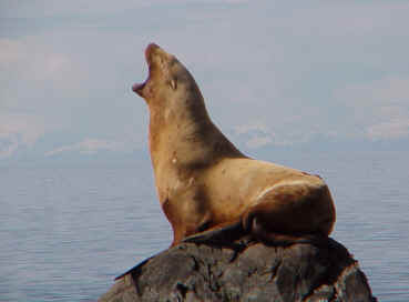 Steller Sea Lion, Deep Sea Lions, Sea Lion, Sea Monsters Adventure, Sea