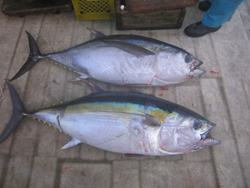 BigEye Tuna Fish