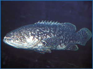 Queensland Grouper