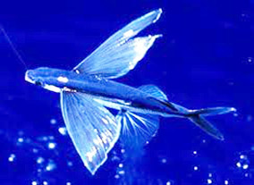 Flying Fish