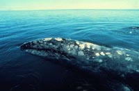 Grey Whale