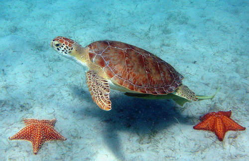 Green Turtle Description