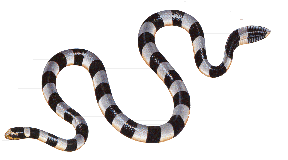 Yellow-lipped sea snake
