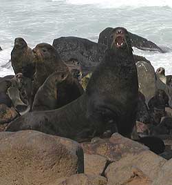 Northern Fur Seal