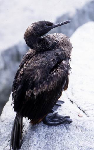 Pelagic Cormorant