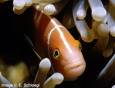 Pink Anemonefish