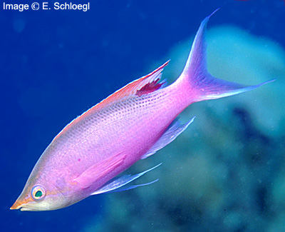Purple Anthias