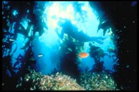 Shallow rocky reefs