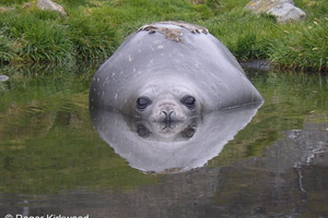 Southern elephant seal