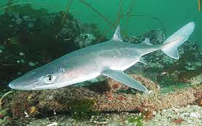 Spiny+dogfish+shark+habitat