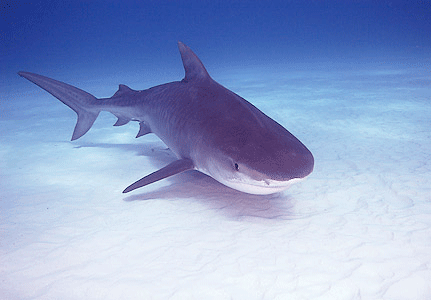 Tiger Shark