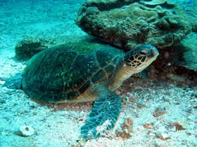 Sea Turtle
