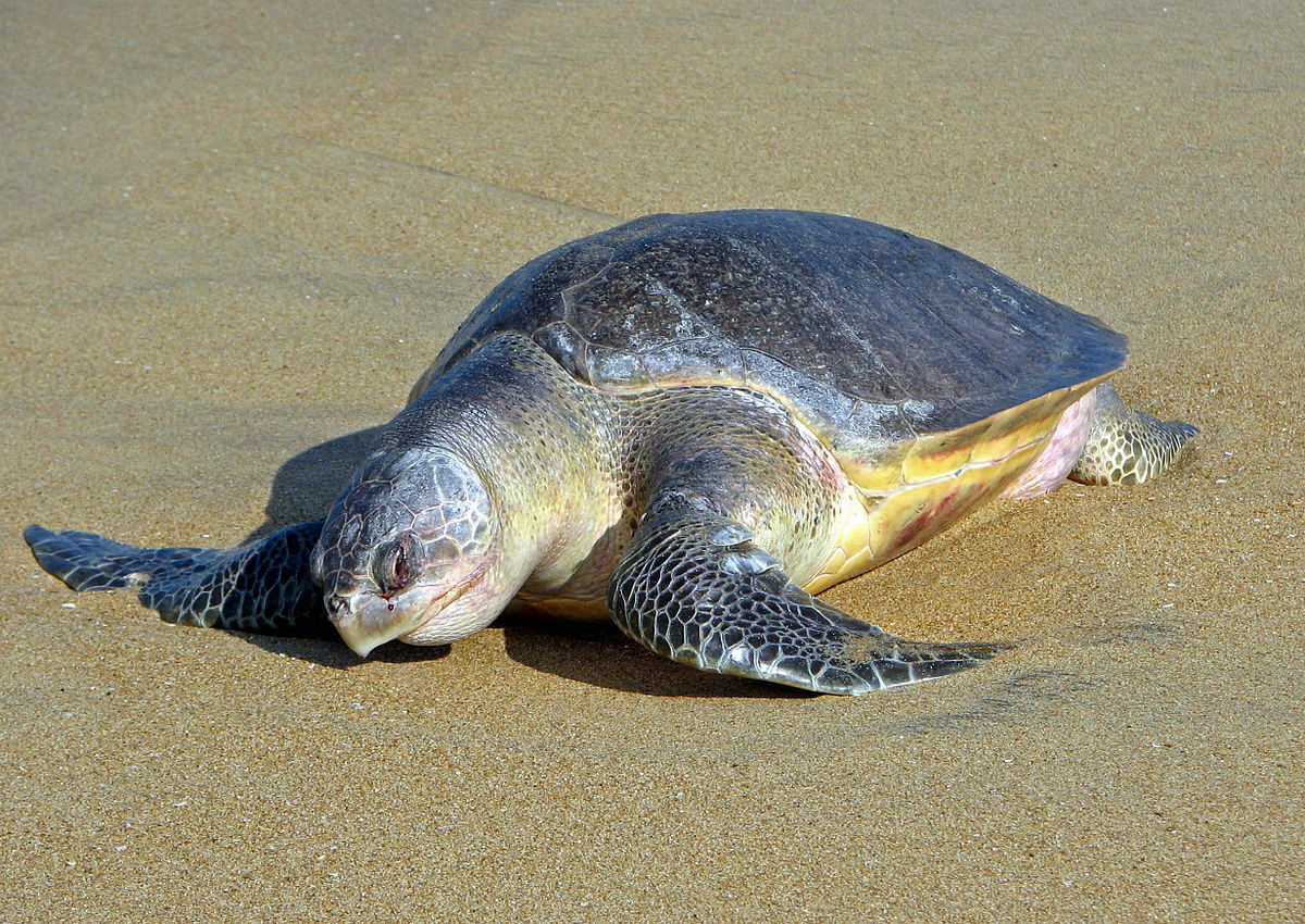 Olive Ridley Sea Turtle Endangered Habitat