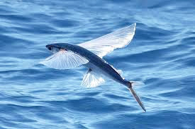 Flying Fish