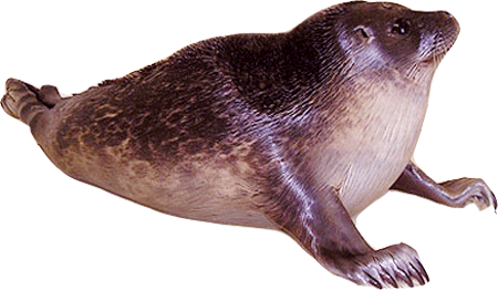 Ringed Seal