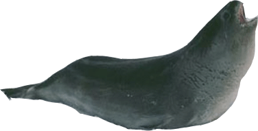 Ross Seal