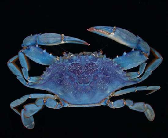 ocean crab